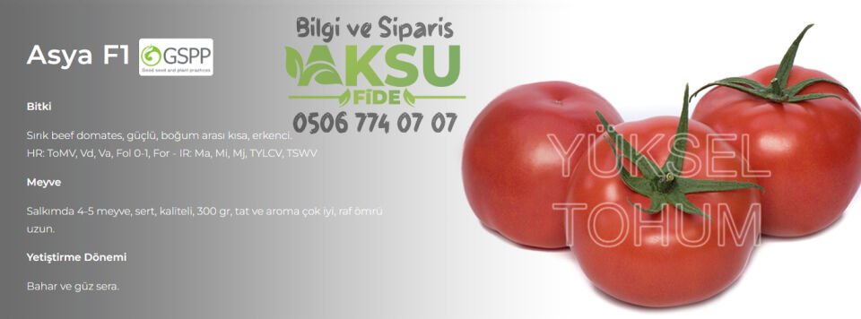 Asya F1 Sırık Beef Domates Fidesi