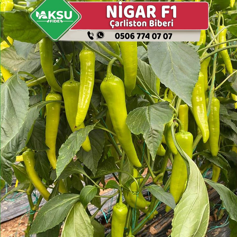 Nigar F1 Çarliston Biber Fidesi