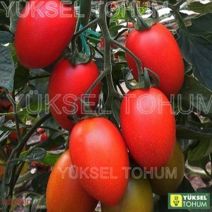 Elips F1 Sırık Oval Domates Fidesi