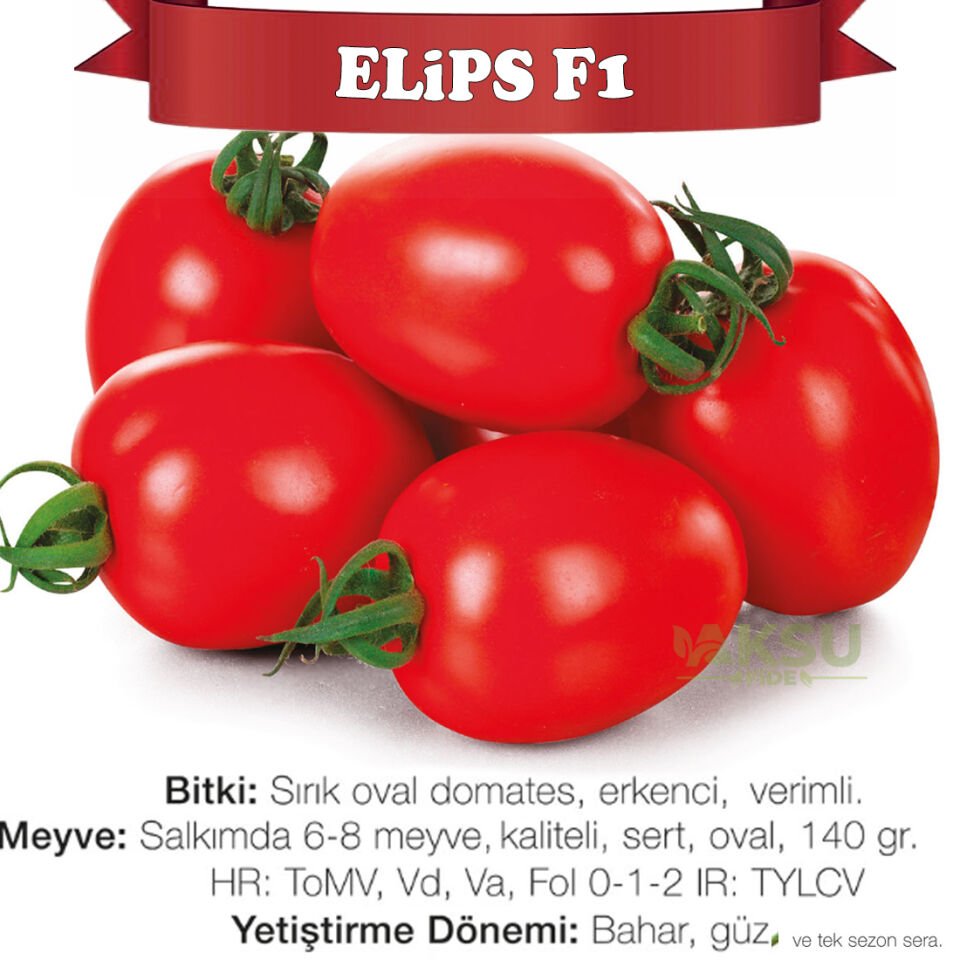 Elips F1 Sırık Oval Domates Fidesi