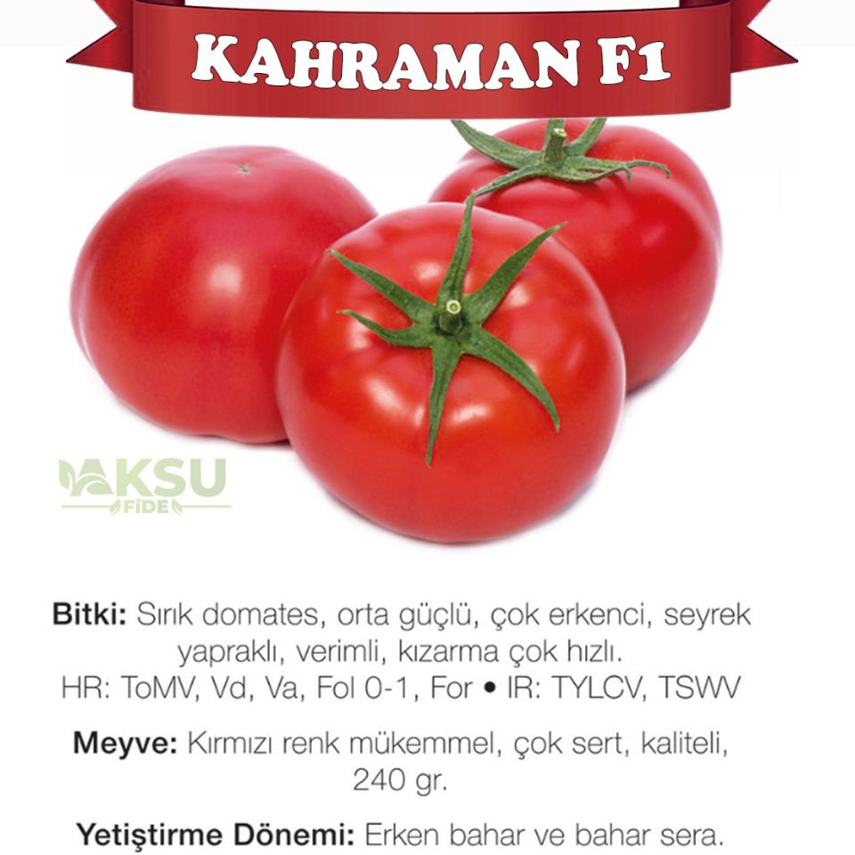 Kahraman F1 Sırık Domates Fidesi