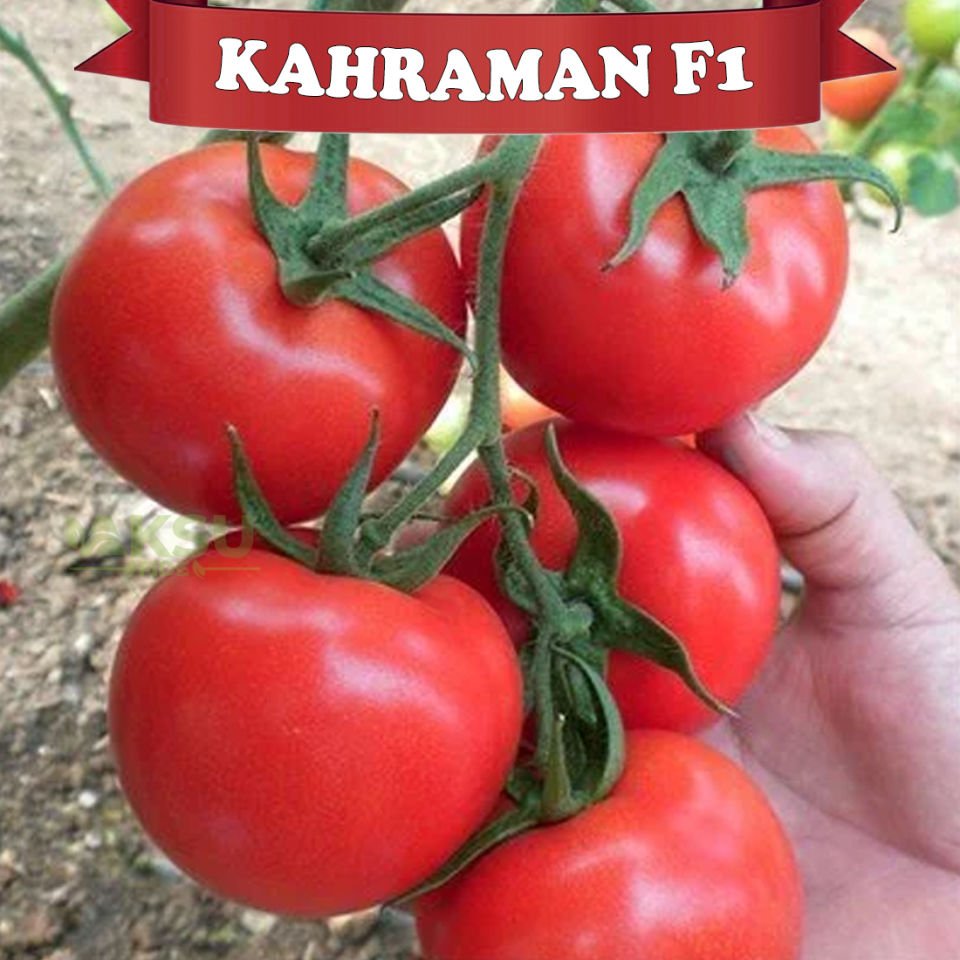 Kahraman F1 Sırık Domates Fidesi