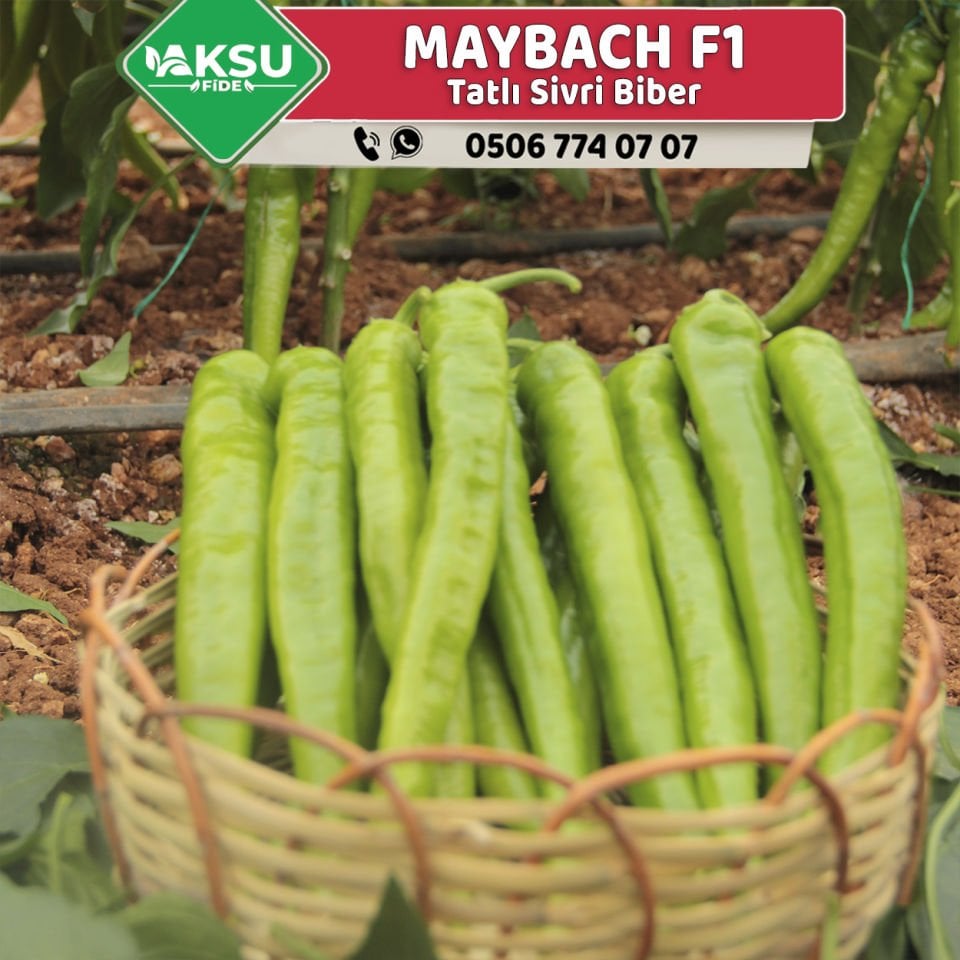 Maybach F1 Tatlı Sivri Biber Fidesi