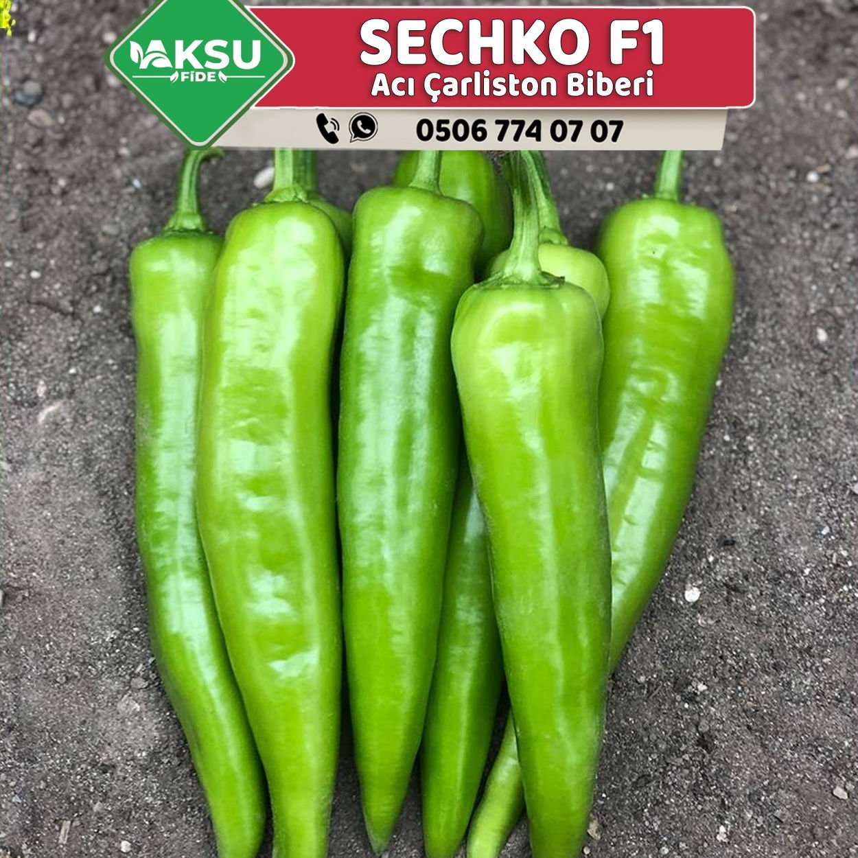 Sechko F1 Acı Çarliston Biber Fidesi