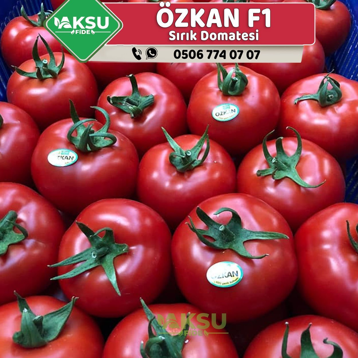 Özkan F1 Sırık Domates Fidesi
