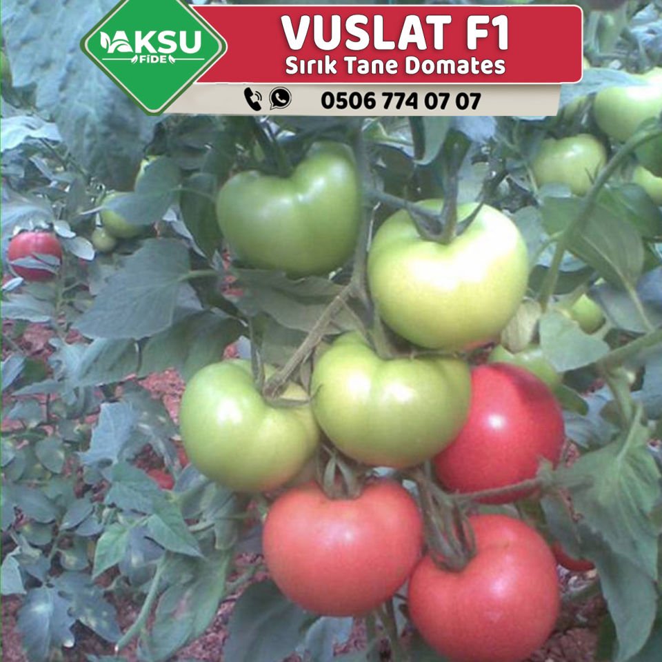 Vuslat F1 Sırık Tane Domates Fidesi
