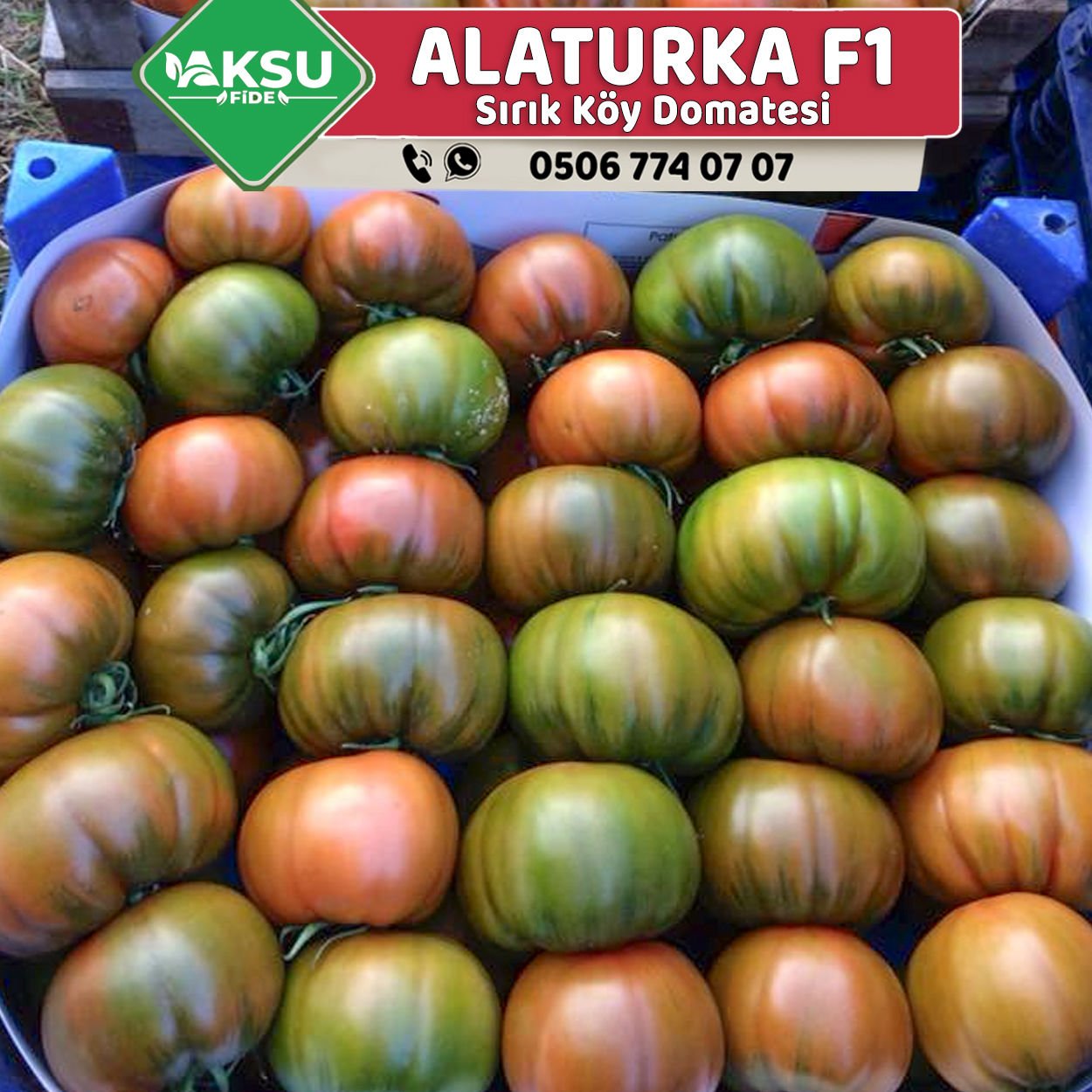 Alaturka F1 - Sırık Köy Domatesi Fidesi