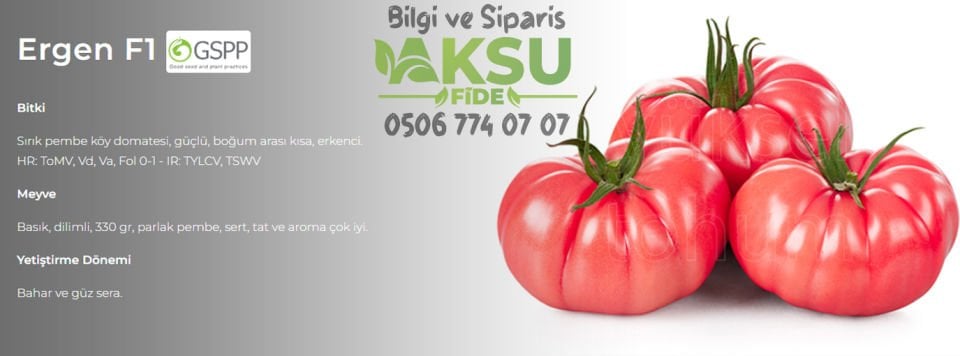 Ergen F1 - Sırık Köy Domatesi Fidesi