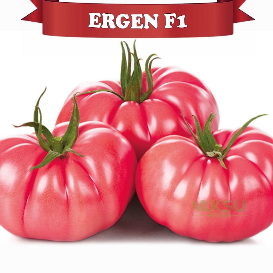 Ergen F1 - Sırık Köy Domatesi Fidesi