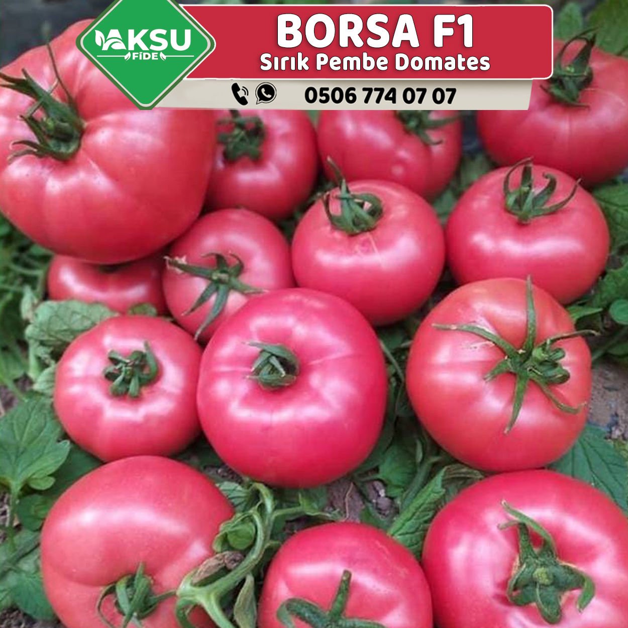 Borsa F1 Sırık Pembe Domates Fidesi