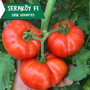 Seraköy F1 - Sırık Köy Domatesi Tohumu