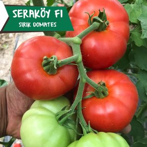 Seraköy F1 - Sırık Köy Domatesi Tohumu