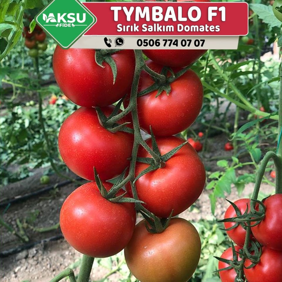 Tymbalo F1 Sırık Salkım Domates Fidesi