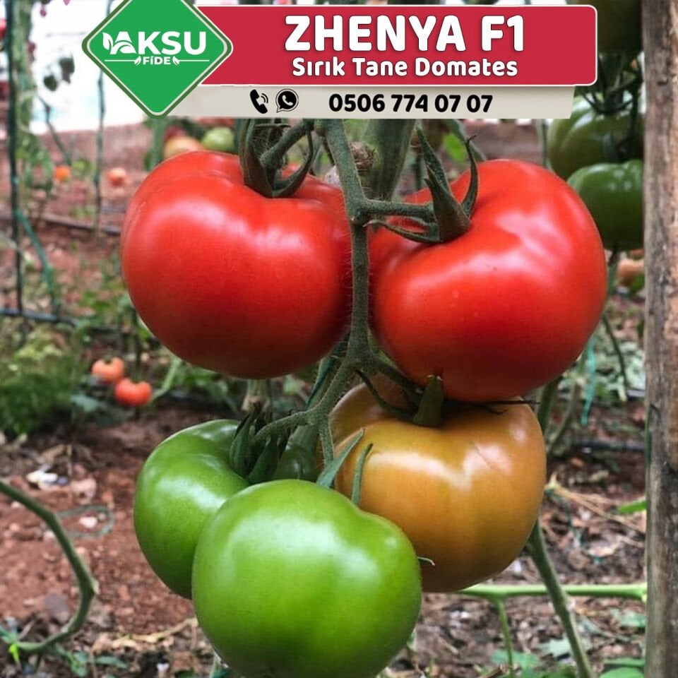 Zhenya F1 Sırık Tane Domates Fidesi
