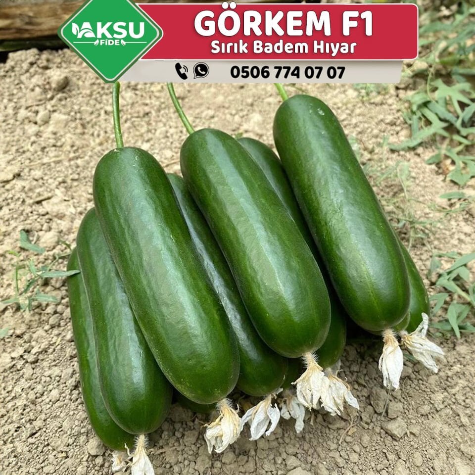 Görkem F1 Sırık Badem Hıyar Fidesi