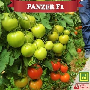Panzer F1 Sırık Tane Domates Fidesi