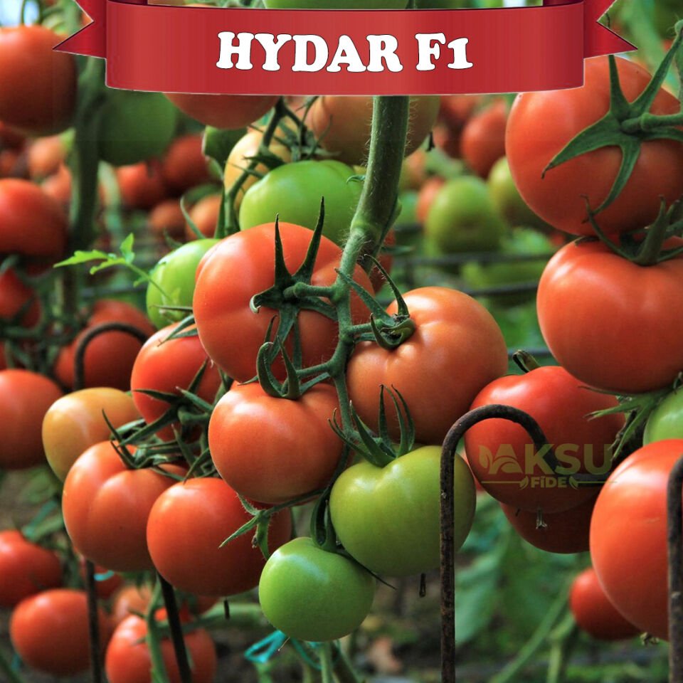 Hydar F1 Sırık Tane Domates Fidesi