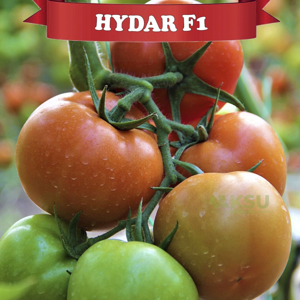 Hydar F1 Sırık Tane Domates Fidesi