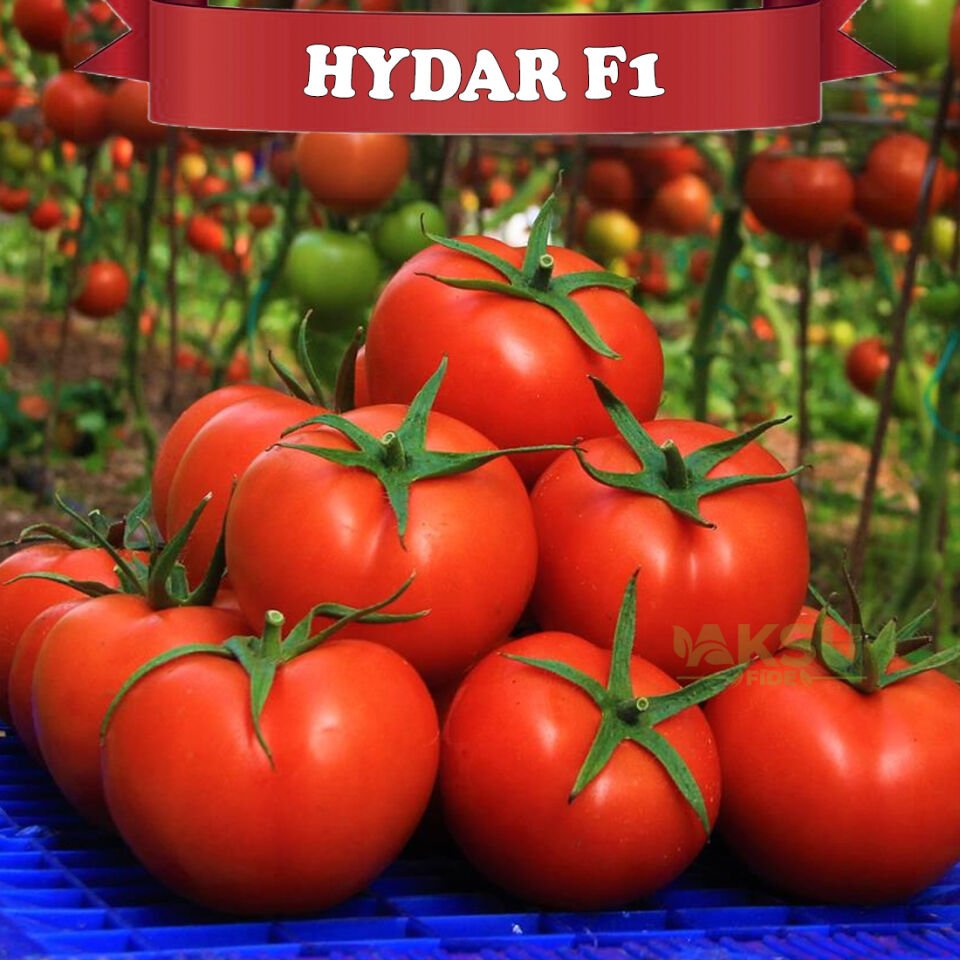 Hydar F1 Sırık Tane Domates Fidesi