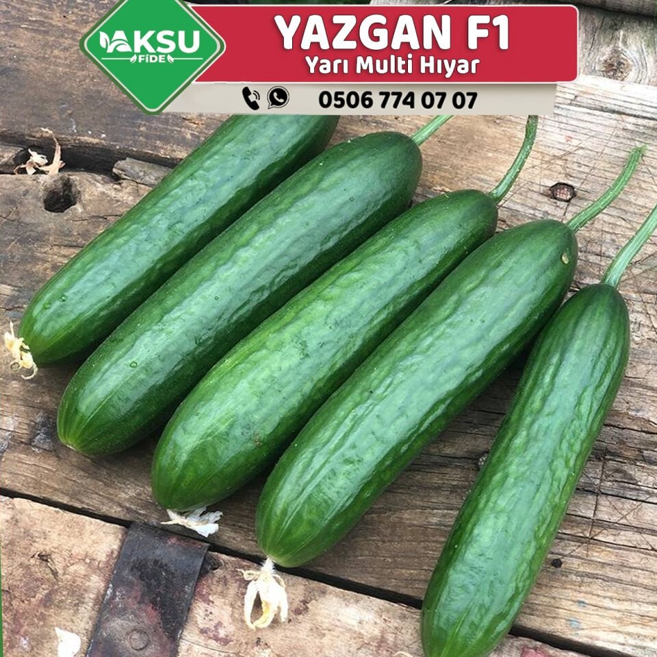 Yazgan F1 Hıyar Fidesi