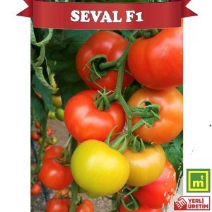 Seval F1 Sırık Tane Domates Fidesi