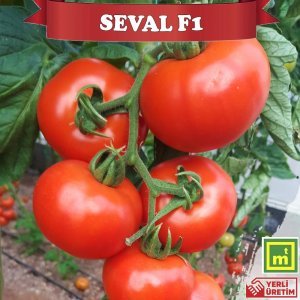 Seval F1 Sırık Tane Domates Fidesi