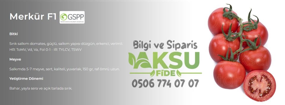 Merkür F1 Sırık Salkım Domates Fidesi