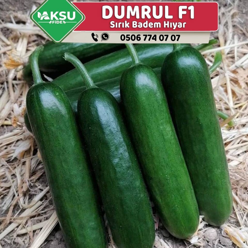 Dumrul F1 Badem Hıyar Fidesi