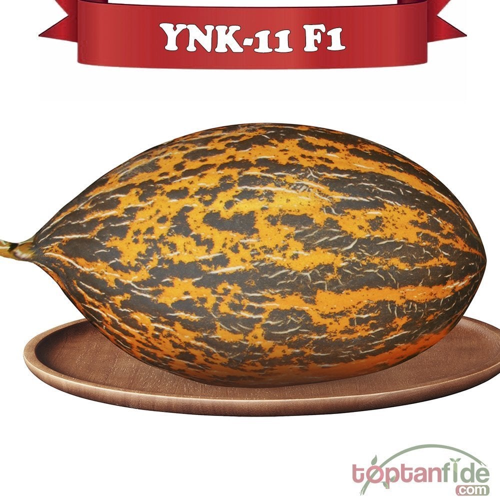 YNK-11 F1 - Kırkağaç Kavun Fidesi