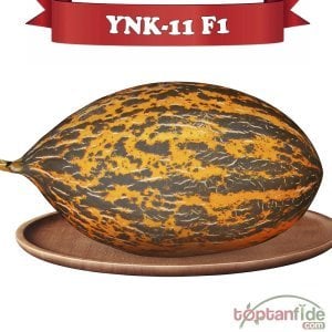 YNK-11 F1 - Kırkağaç Kavun Fidesi