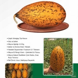YNK-12 F1 - Kırkağaç Kavun Fidesi