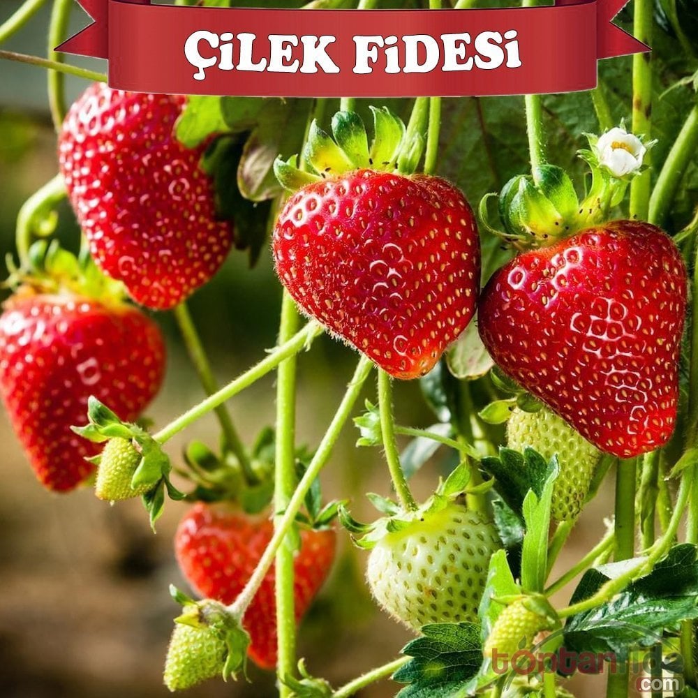 Çilek Fidesi