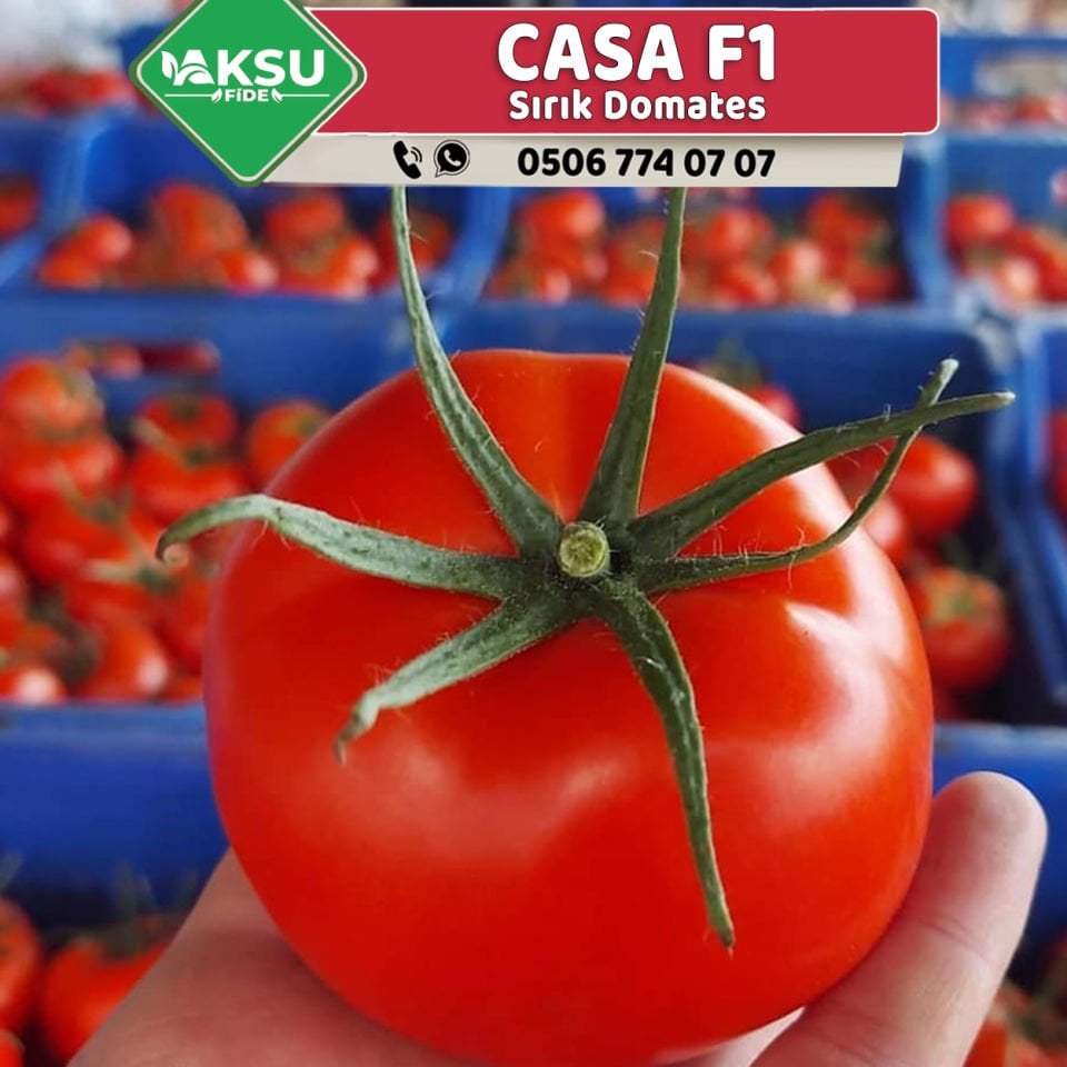 Casa F1 Sırık Domates Fidesi