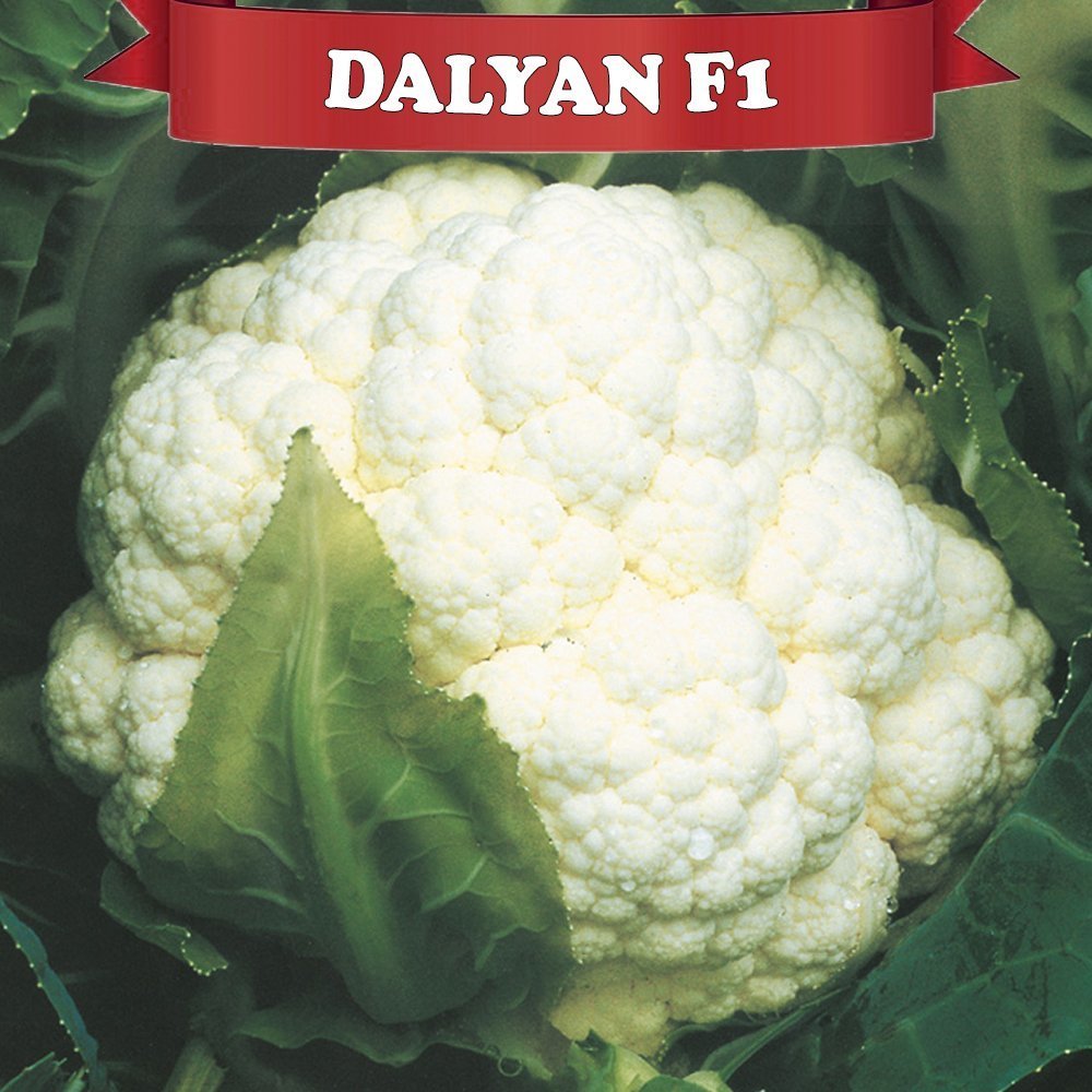 Dalyan F1 Karnabahar Fidesi