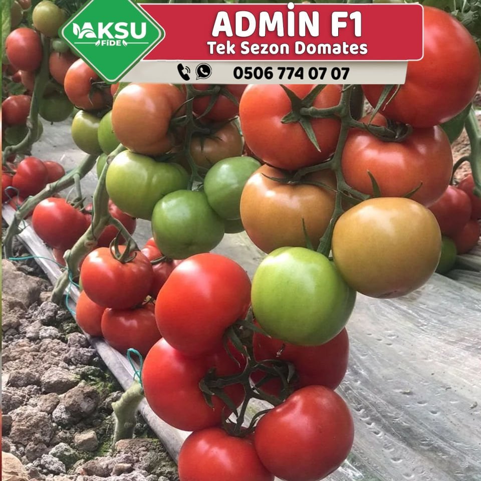 Admin F1 Tek Ekim Domates Fidesi