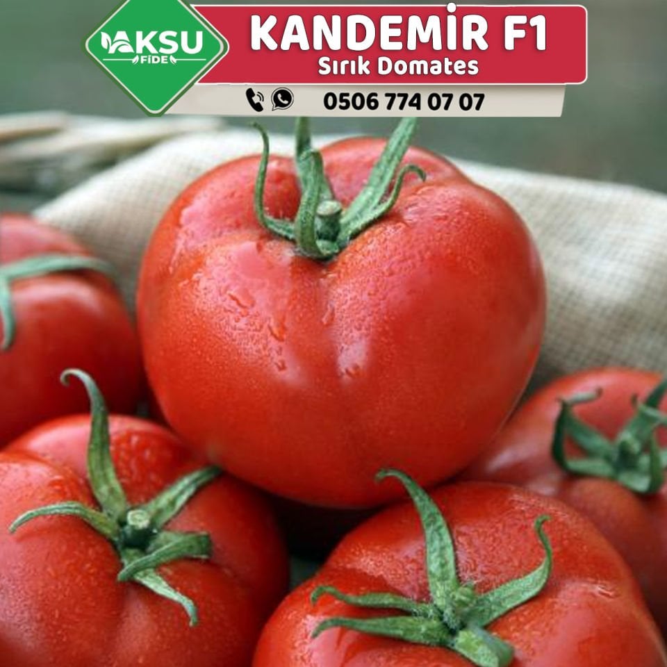 Kandemir F1 Sırık Tane Domates Fidesi