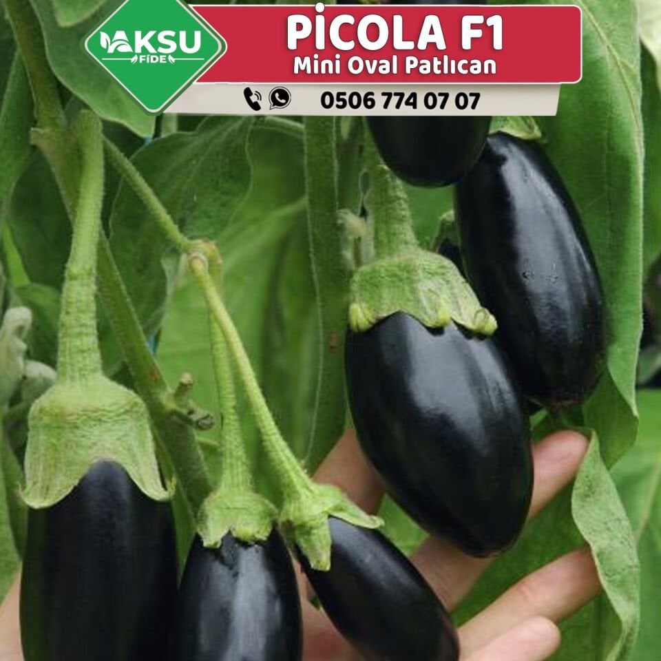 Picola F1 Mini Patlıcan Fidesi