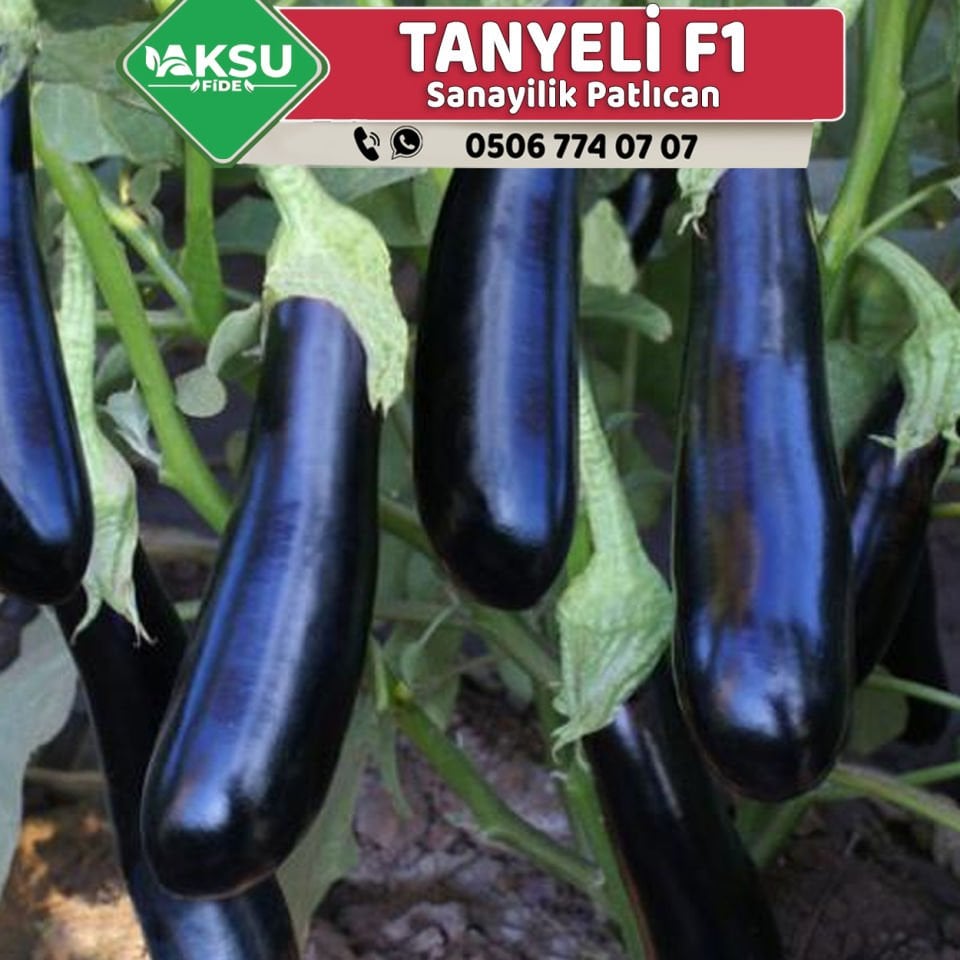 Tanyeli F1 Sanayilik Patlıcan Fidesi