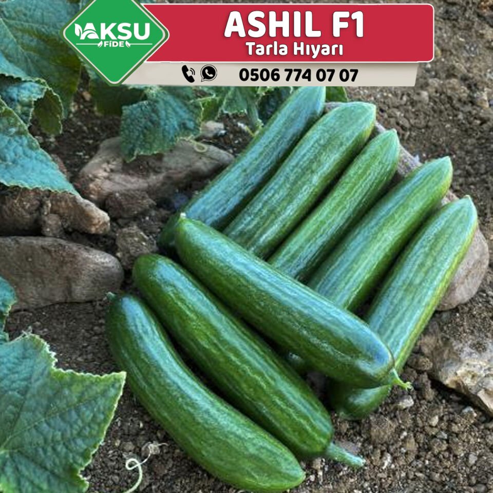Ashil F1 Tarla Hıyarı Fidesi