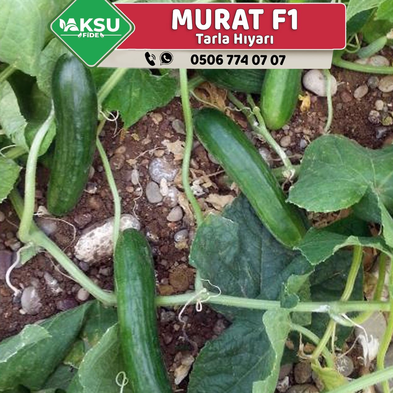 Murat F1 Oturak Hıyar Fidesi