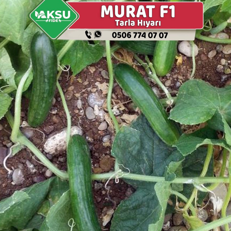 Murat F1 Oturak Hıyar Fidesi
