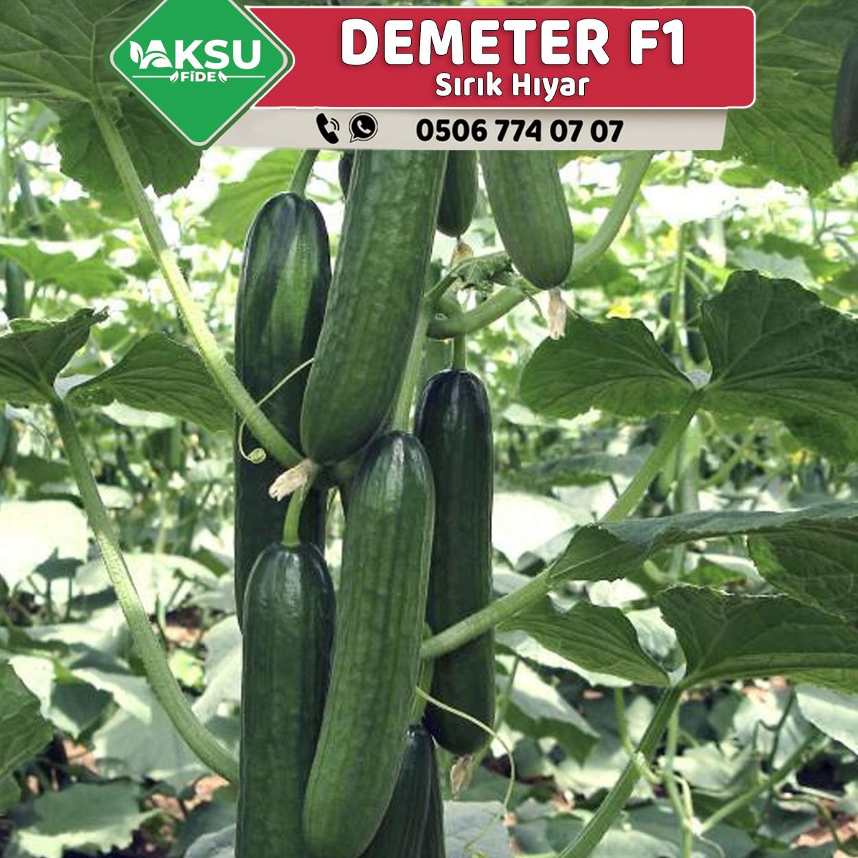 Demeter F1 Sırık Hıyar Fidesi