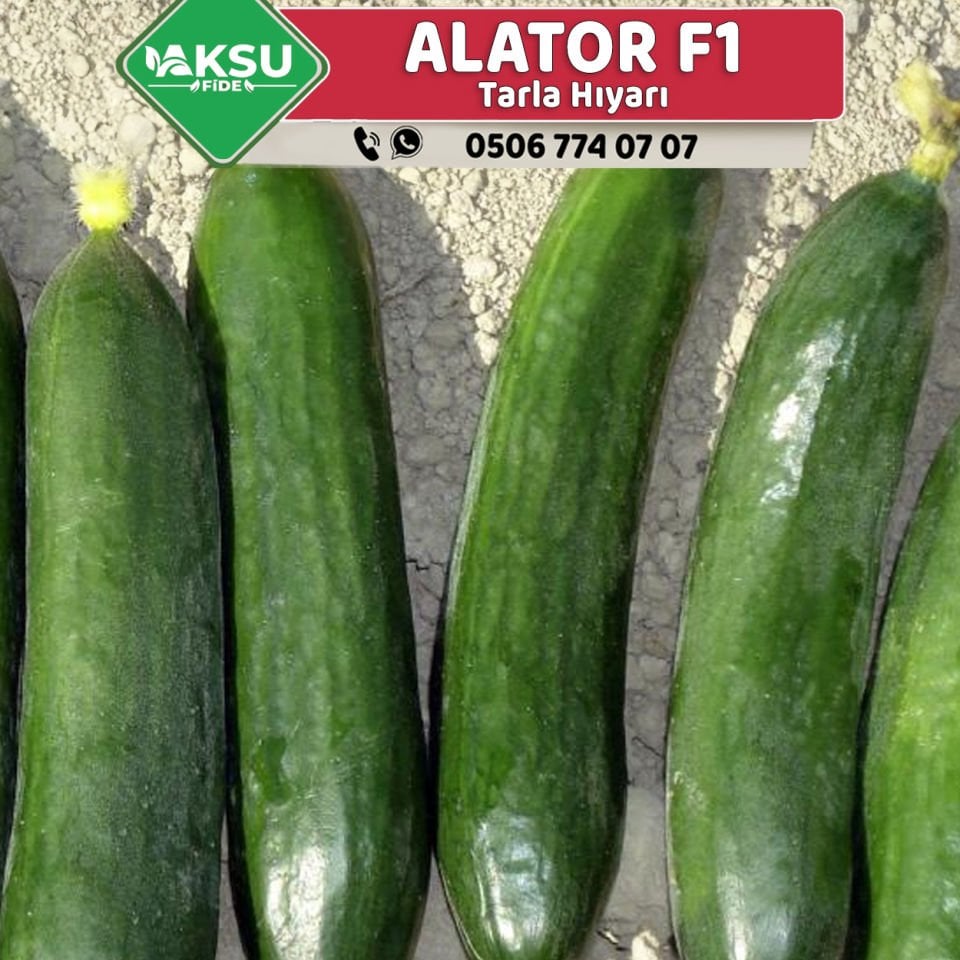 Alator F1 Oturak Hıyar Fidesi