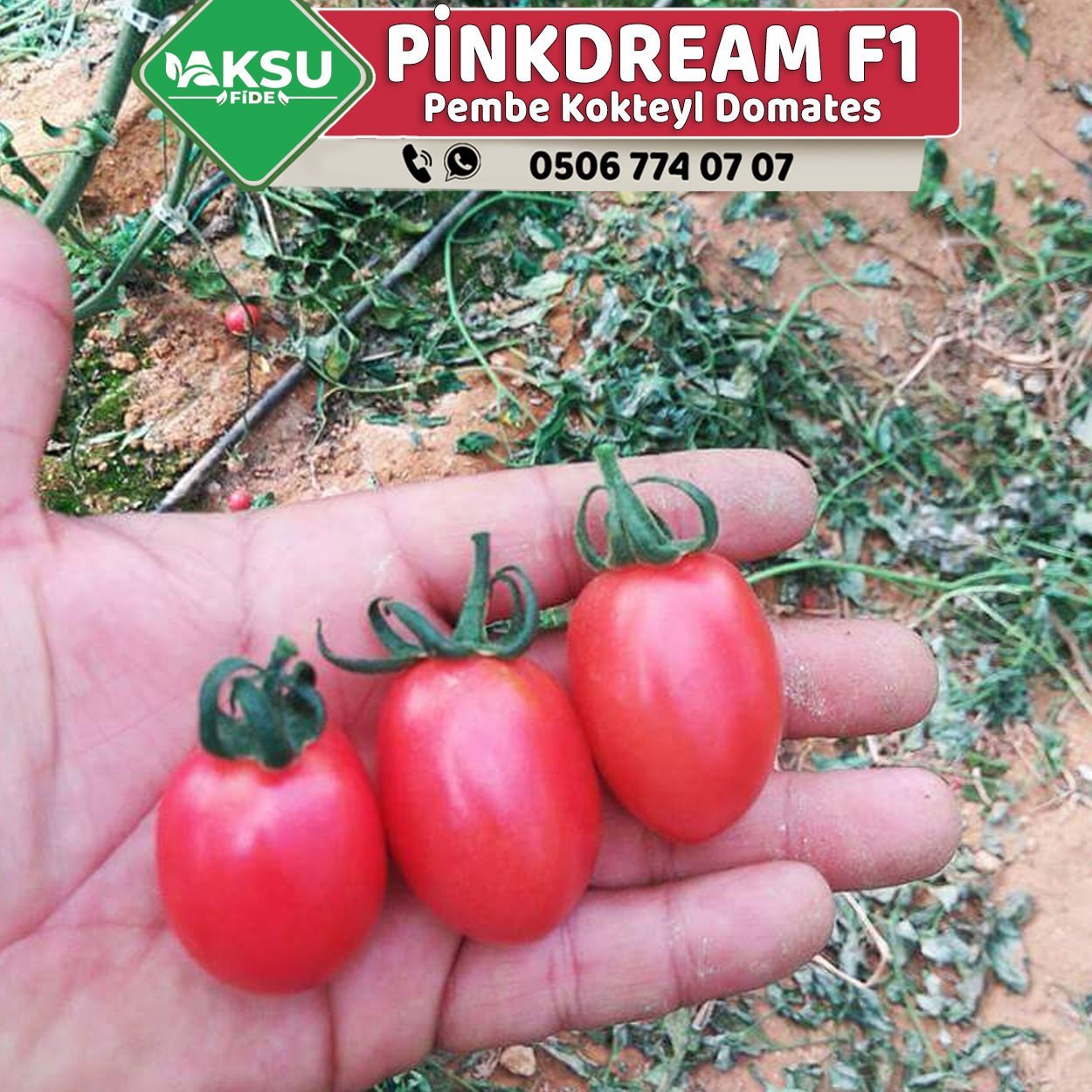 Pinkdream F1 Pembe Kokteyl Domates Fidesi