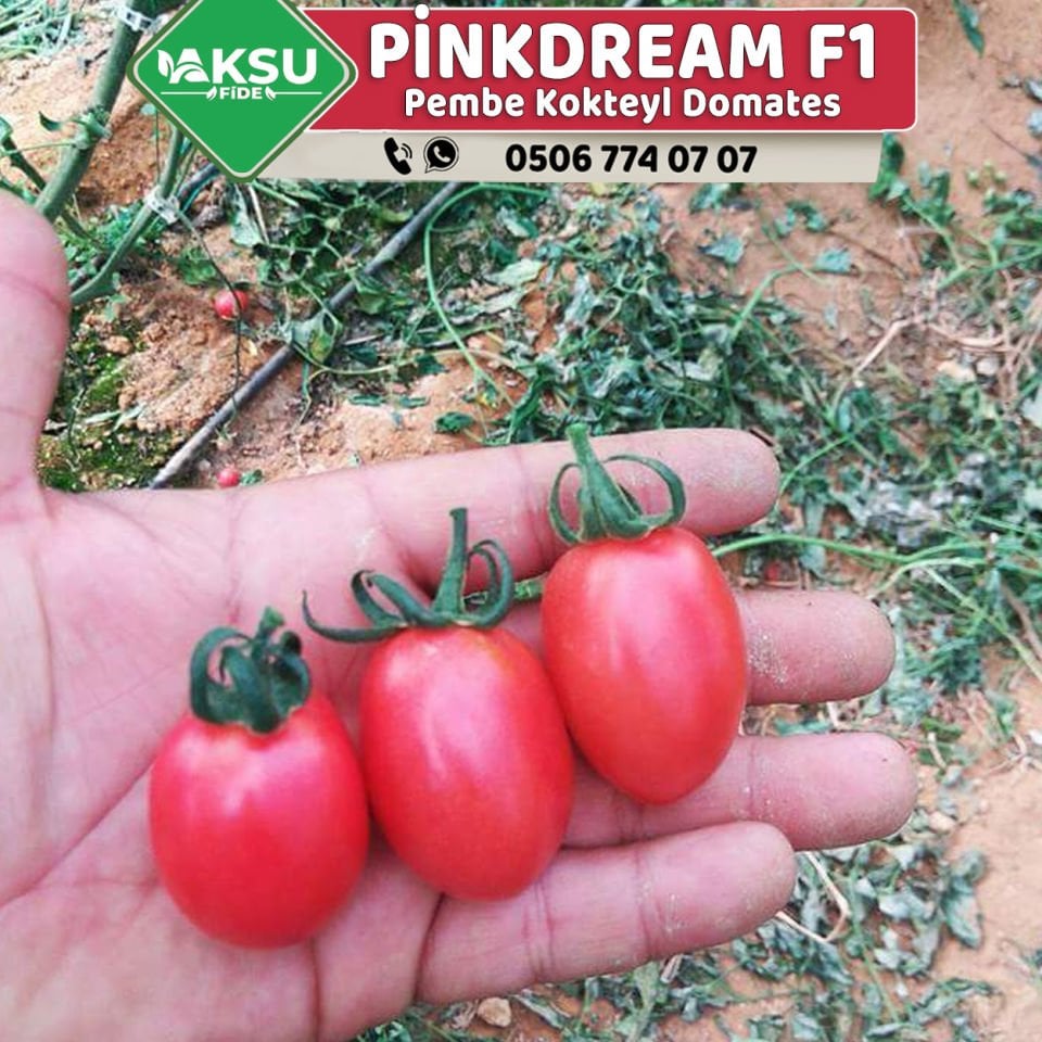 Pinkdream F1 Pembe Kokteyl Domates Fidesi