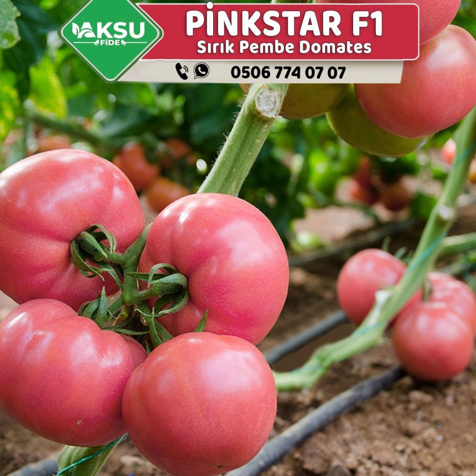 Pinkstar F1 Sırık Pembe Domates Fidesi