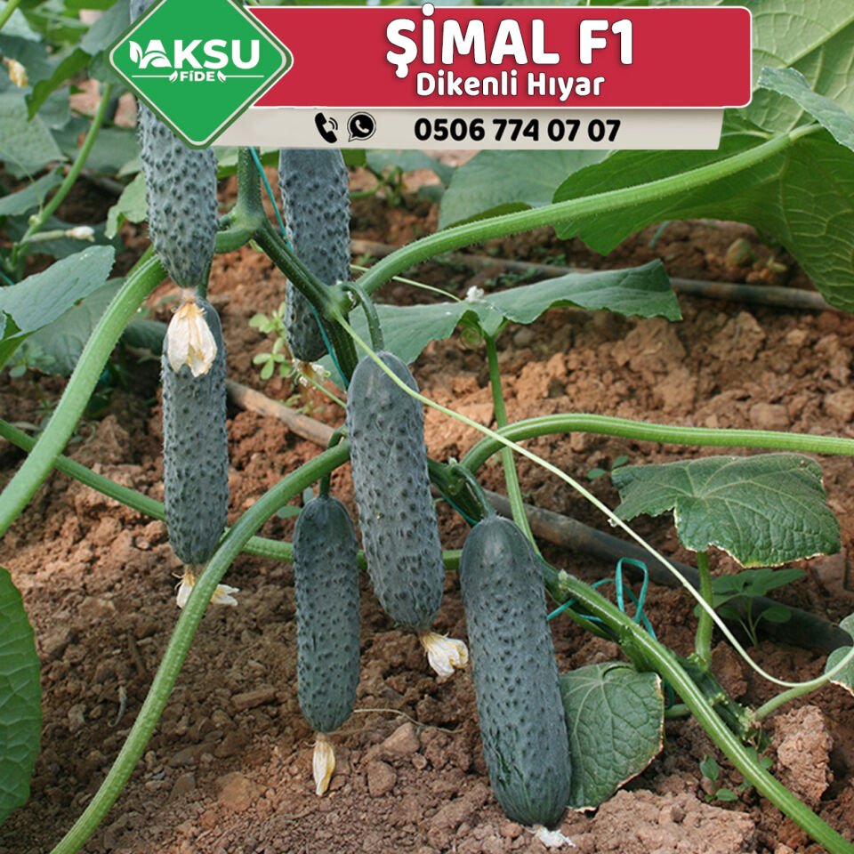 Şimal F1 Dikenli Hıyar Fidesi