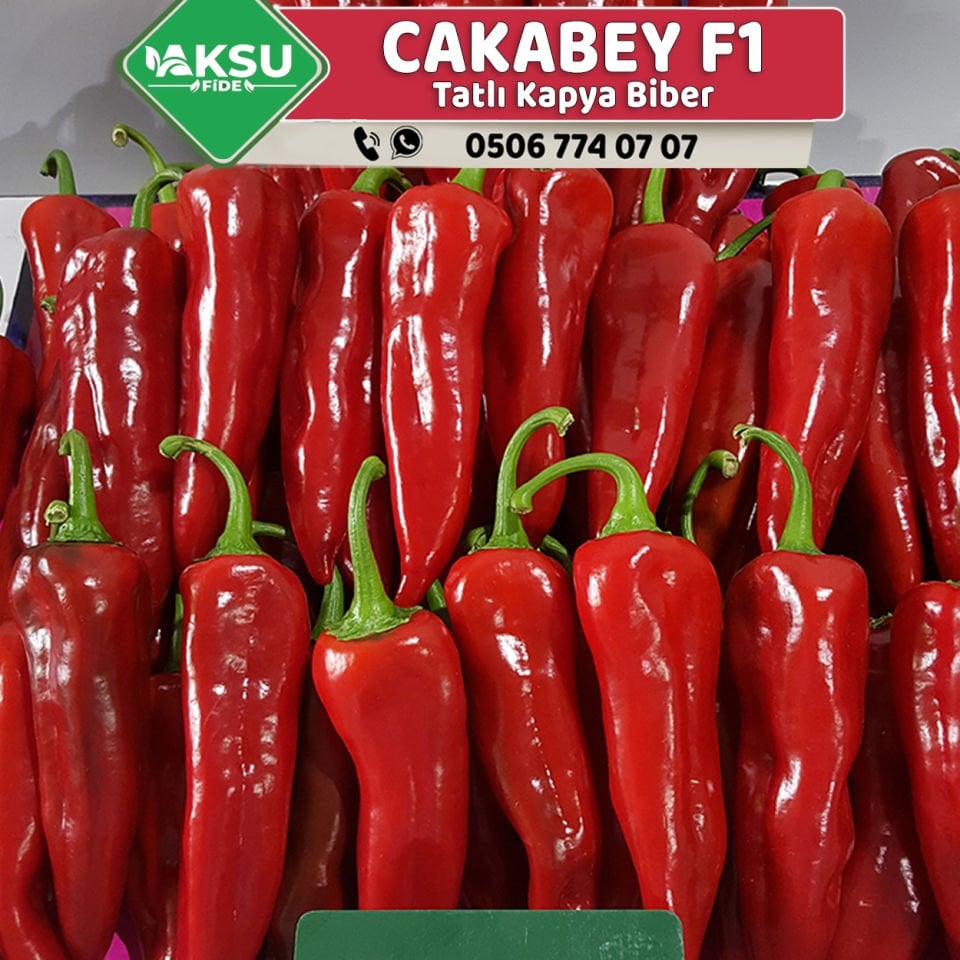 Cakabey F1 Tatlı Kapya Biber Fidesi