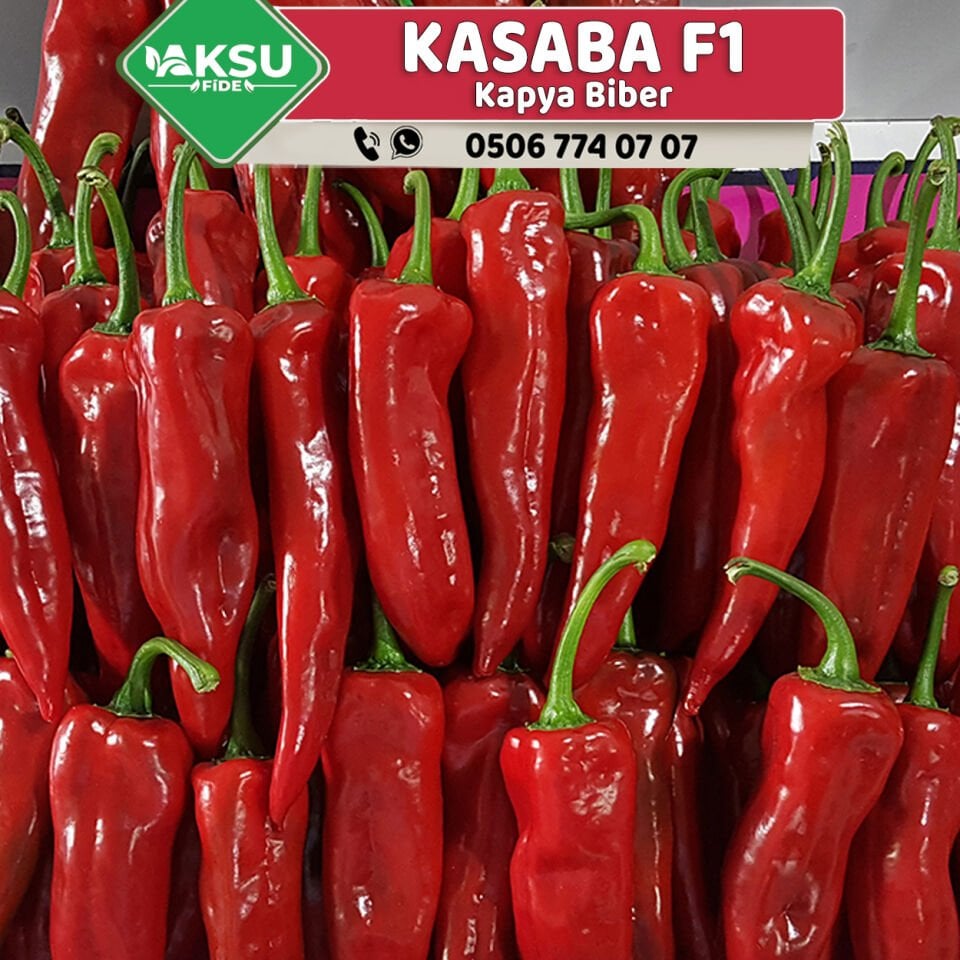 Kasaba F1 Kapya Biber Fidesi