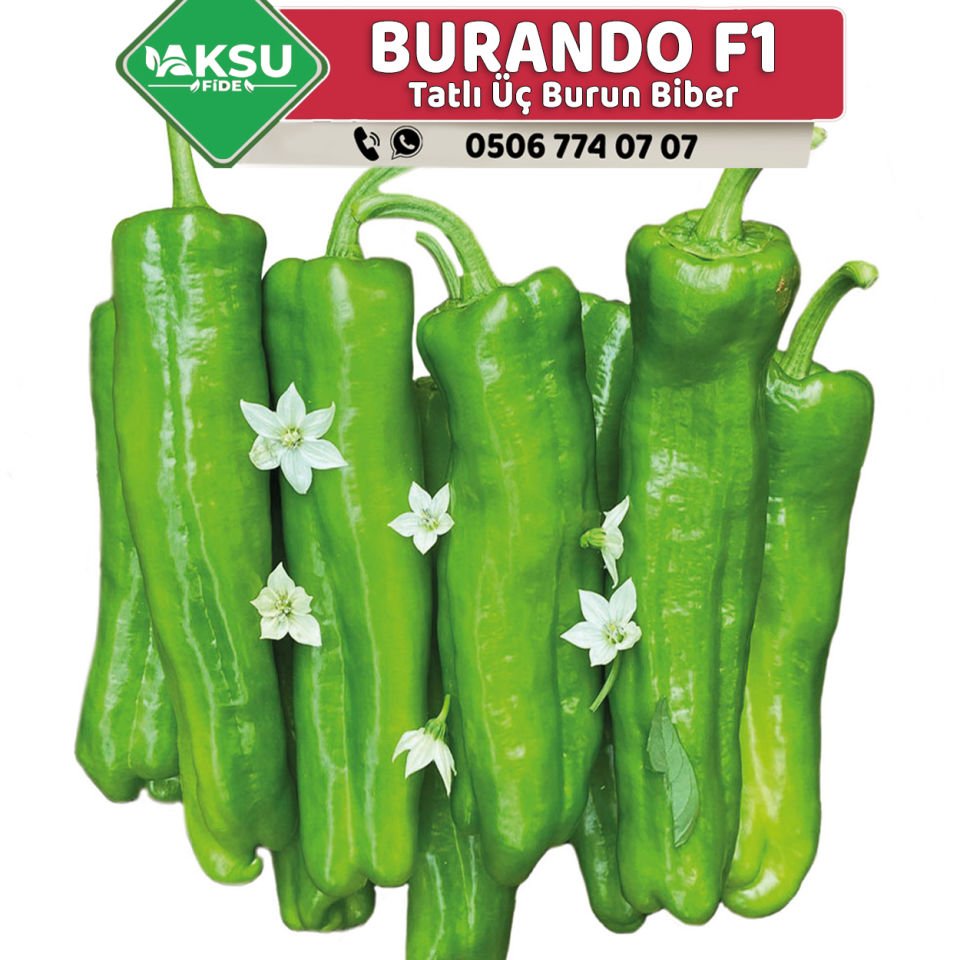 Burando F1 Tatlı Üç Burun Biber Fidesi
